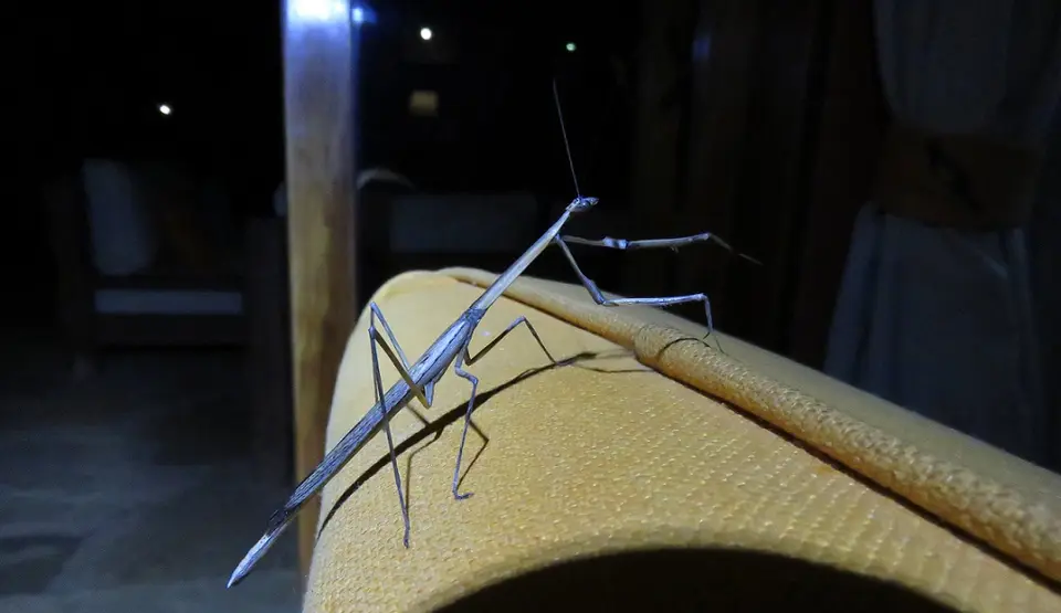GiantgrassMantis-Danuriathunbergi.jpg