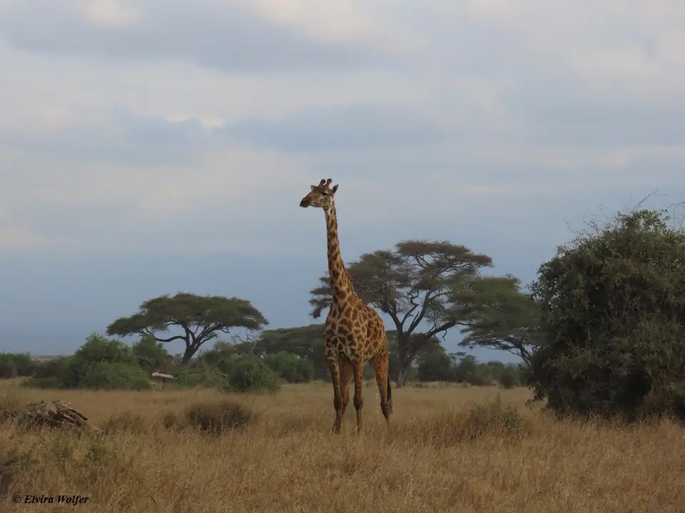 Giraffe1.jpg