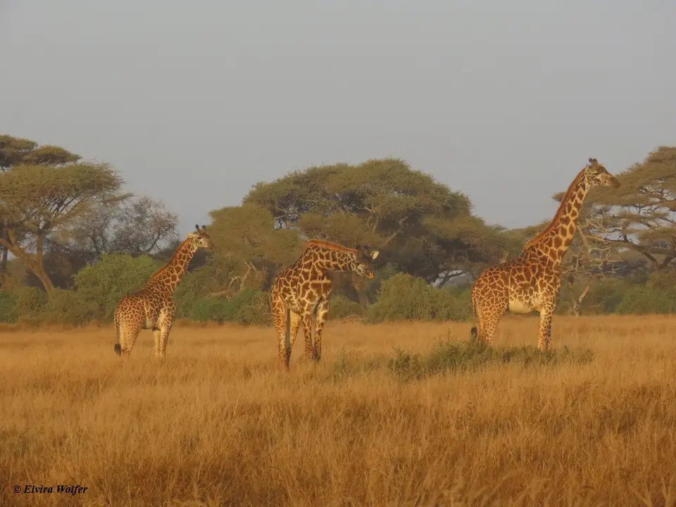 Giraffe2.jpg