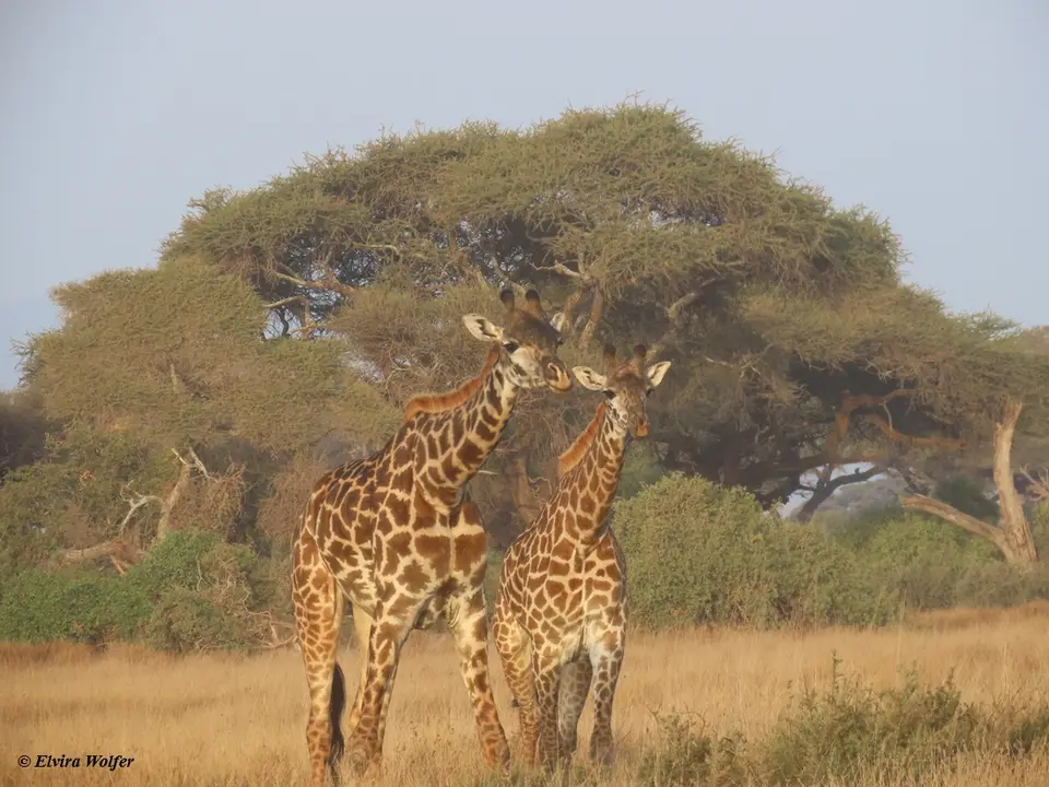 Giraffe3.jpg