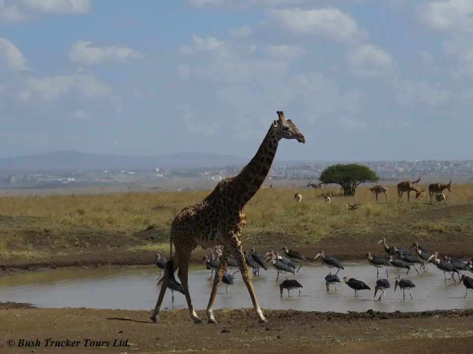 GiraffeAthiRiver.jpg