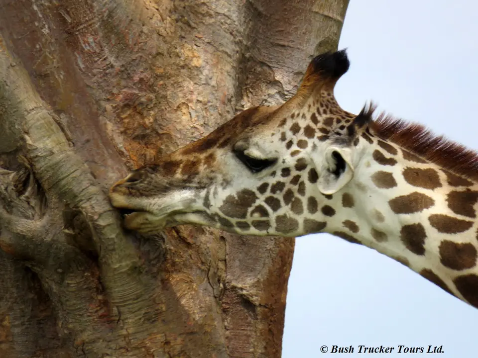 GiraffeBaobab.jpg