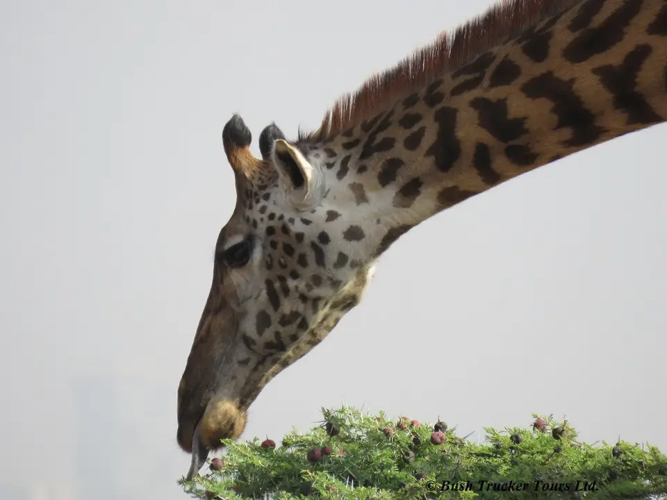Giraffefressend1.jpg