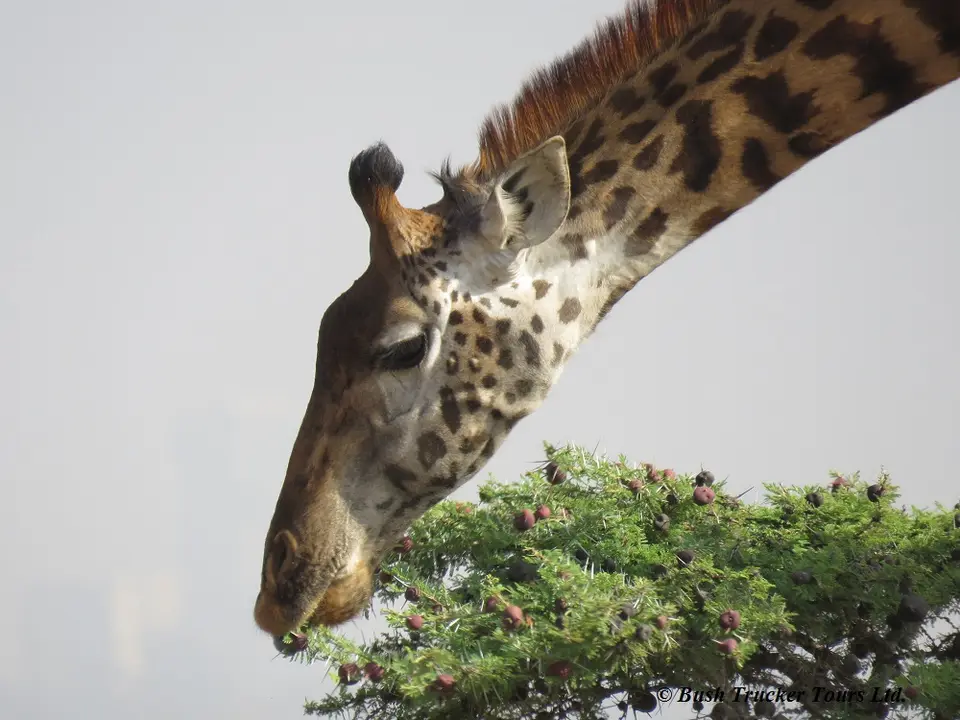 Giraffefressend2.jpg