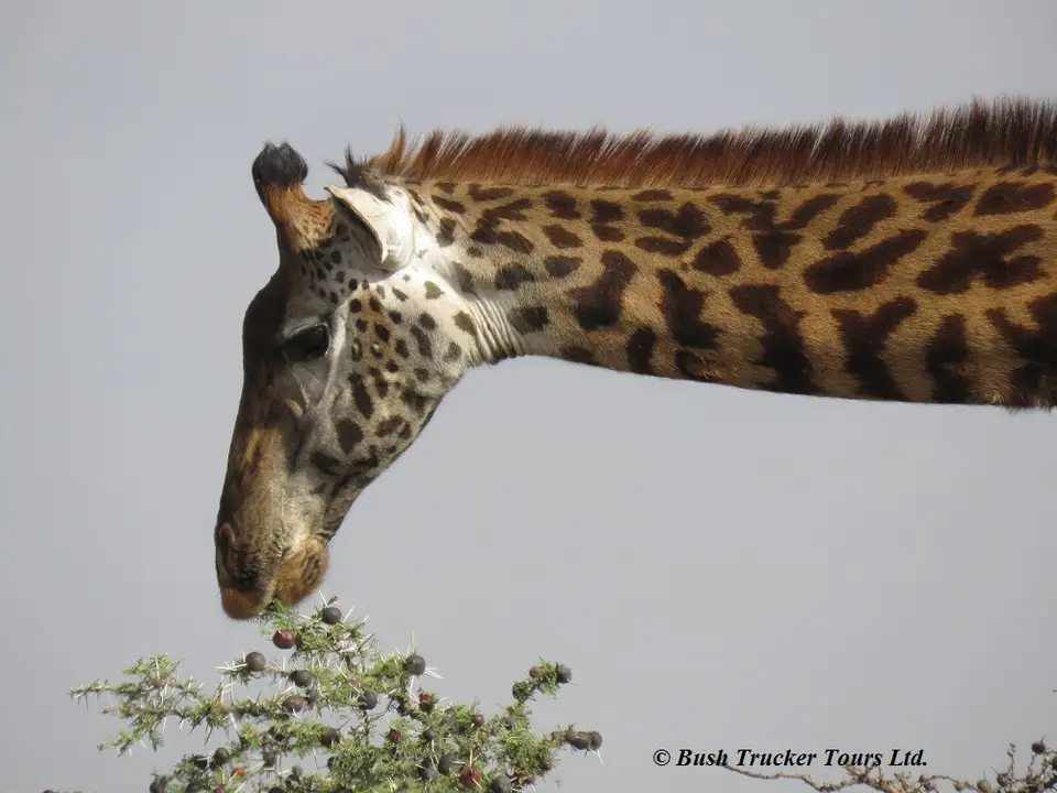 Giraffefressend3.jpg