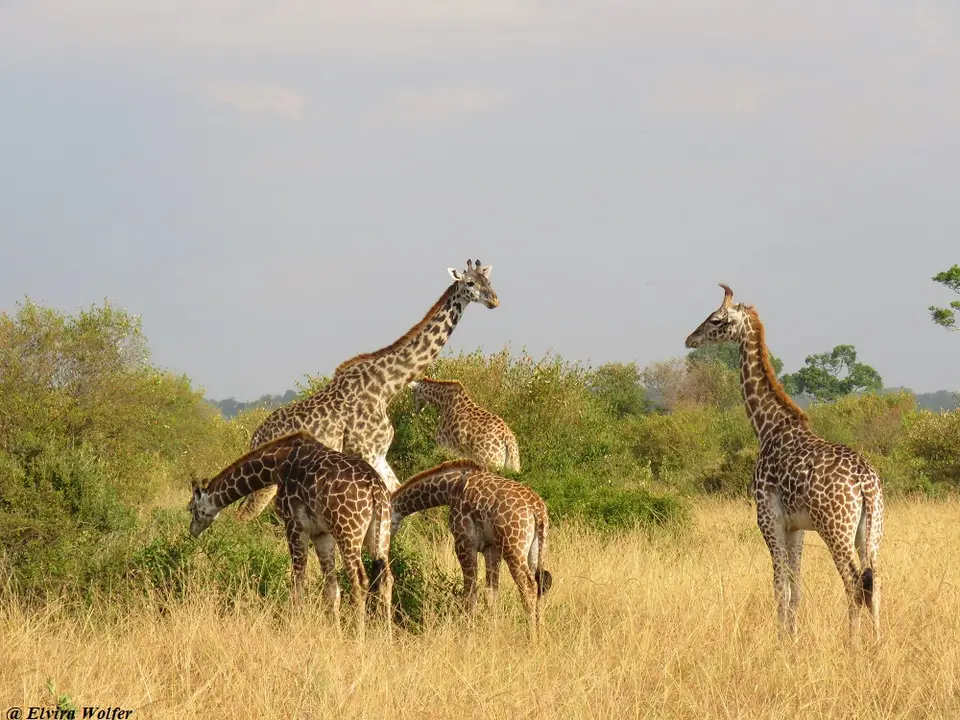 GiraffenTriangle.jpg