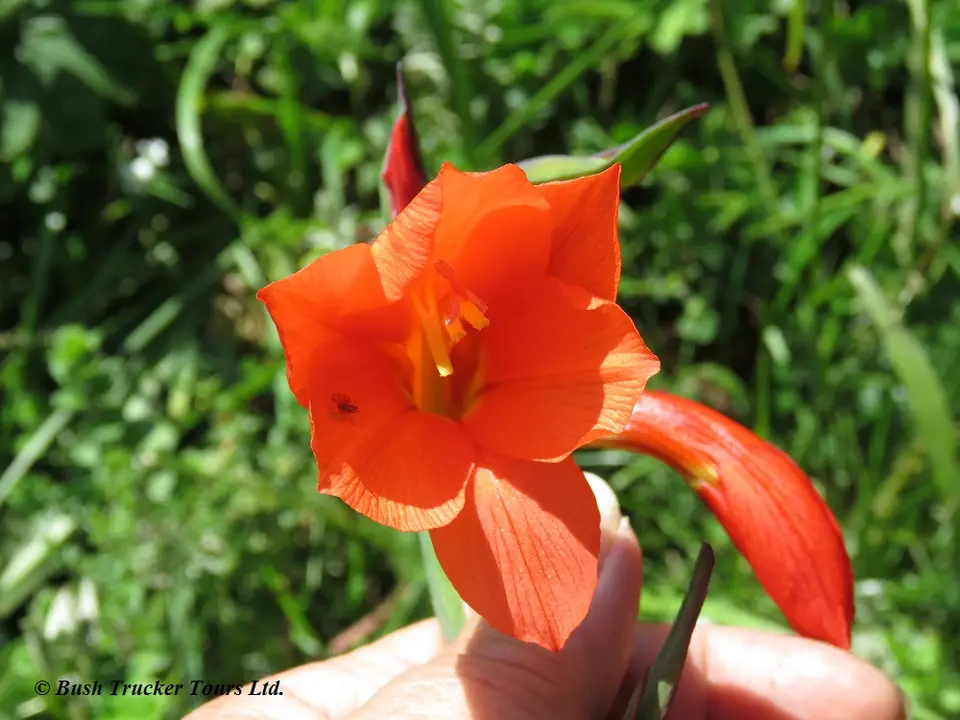 Gladioluswatsonoides.jpg