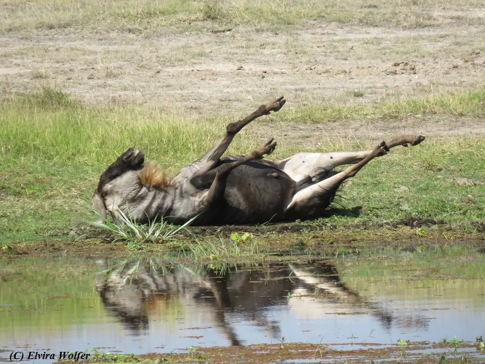 Gnu4.jpg