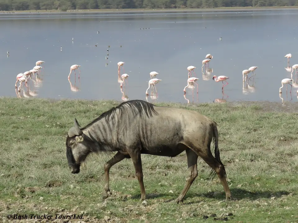 GnuFlamingos.jpg