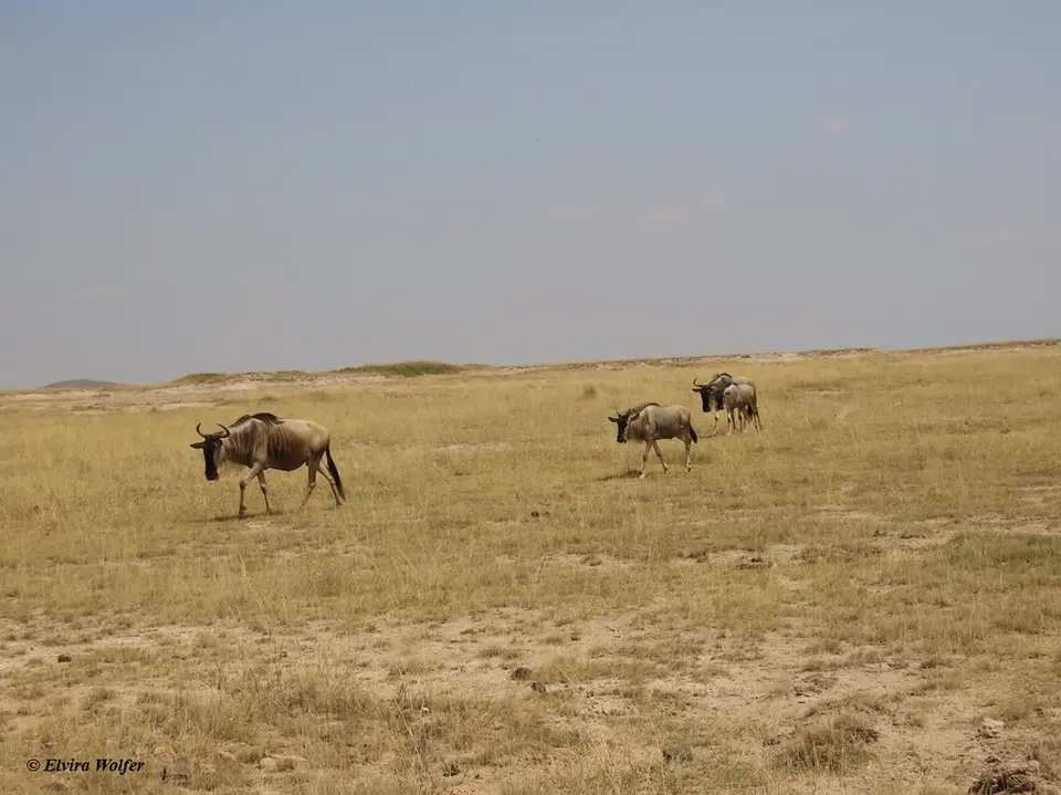 Gnus1-2.jpg