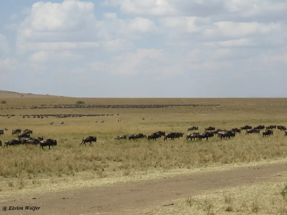 Gnus2.jpg