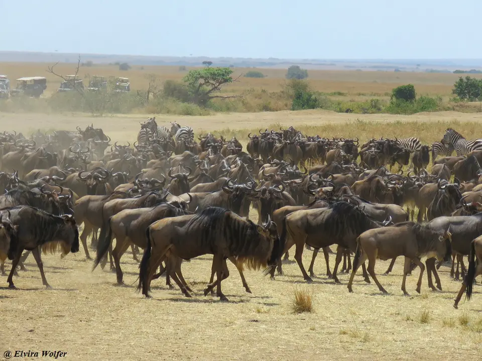 Gnus3.jpg