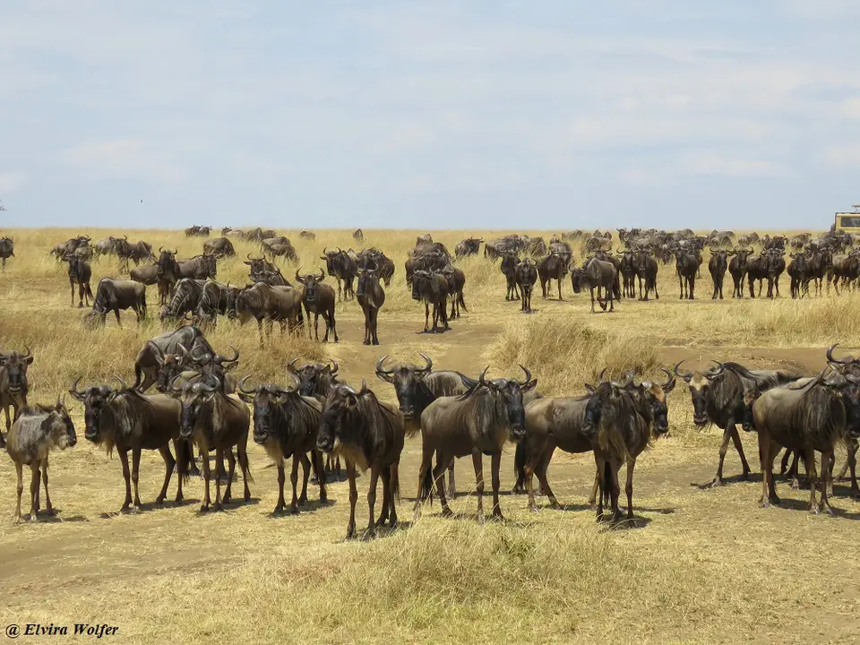 Gnus4.jpg