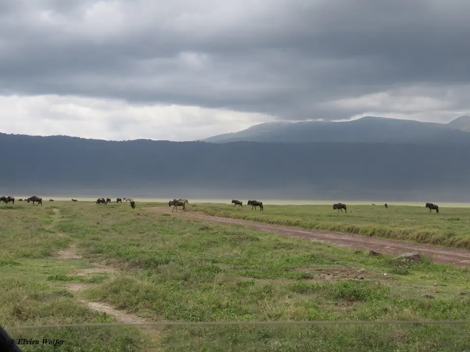 GnusLakeMagadi.jpg