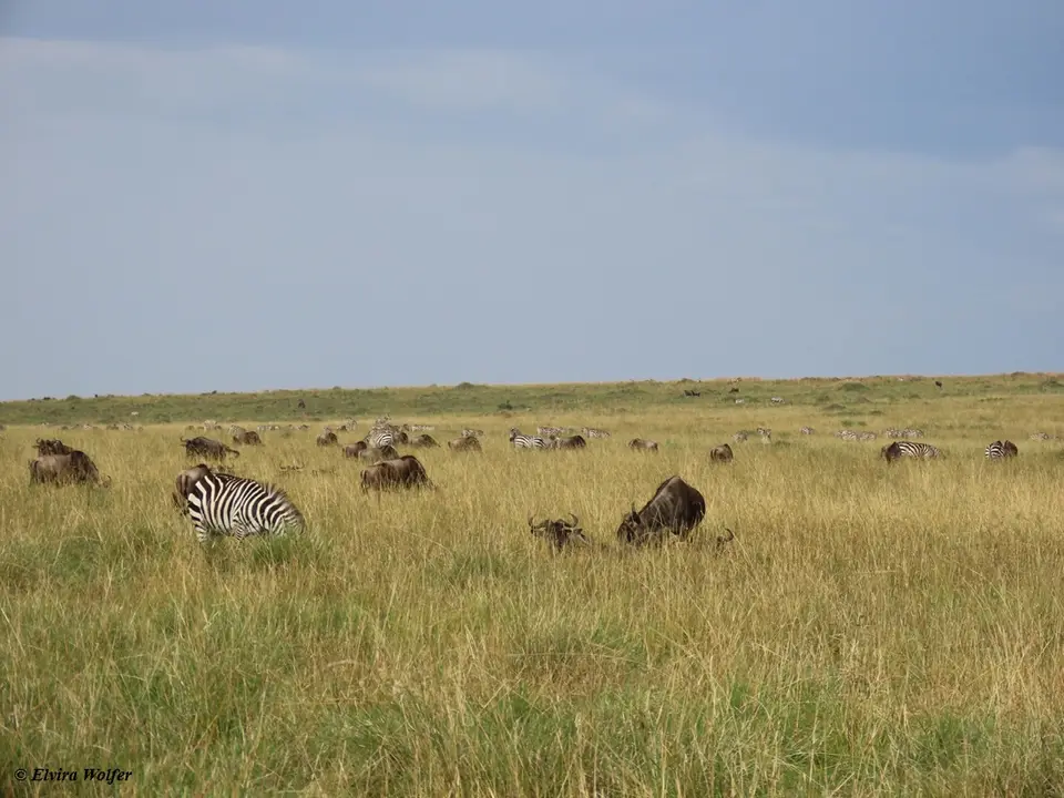 GnusZebras1-2.jpg
