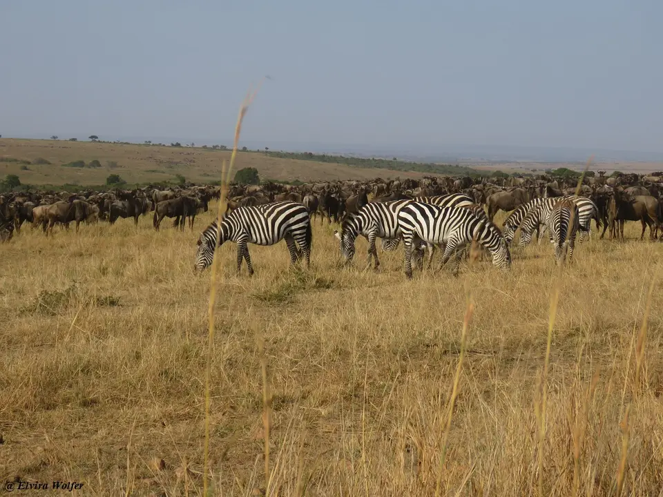 GnusZebras1.jpg