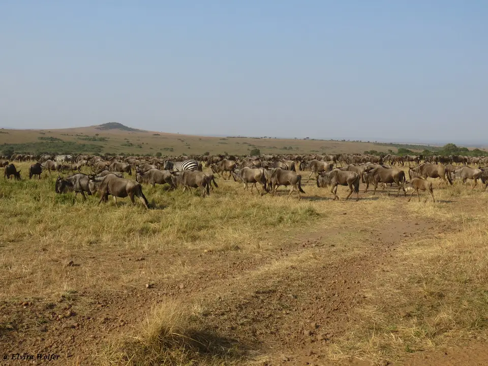 GnusZebras2.jpg