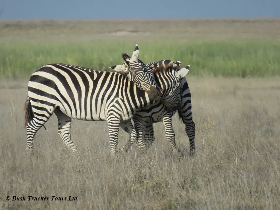 GnusZebras7.jpg