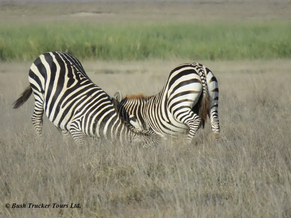 GnusZebras8.jpg