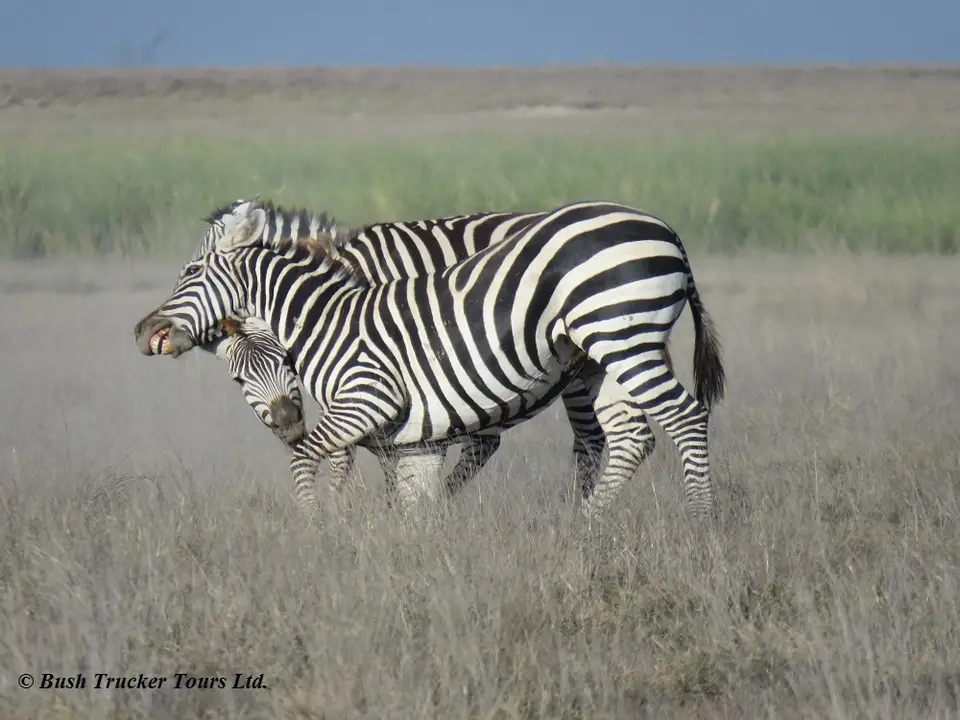 GnusZebras9.jpg