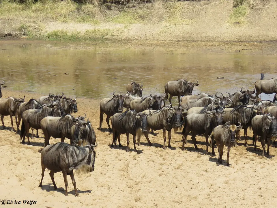 GnusamSandriver2.jpg