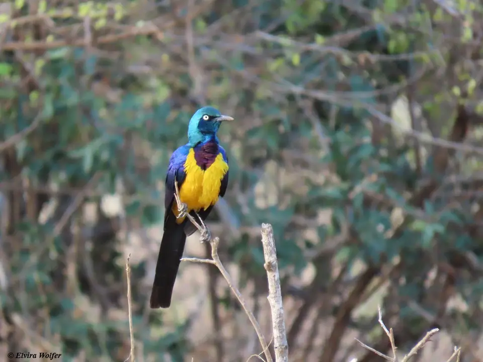 Golden-breastedStarling.jpg