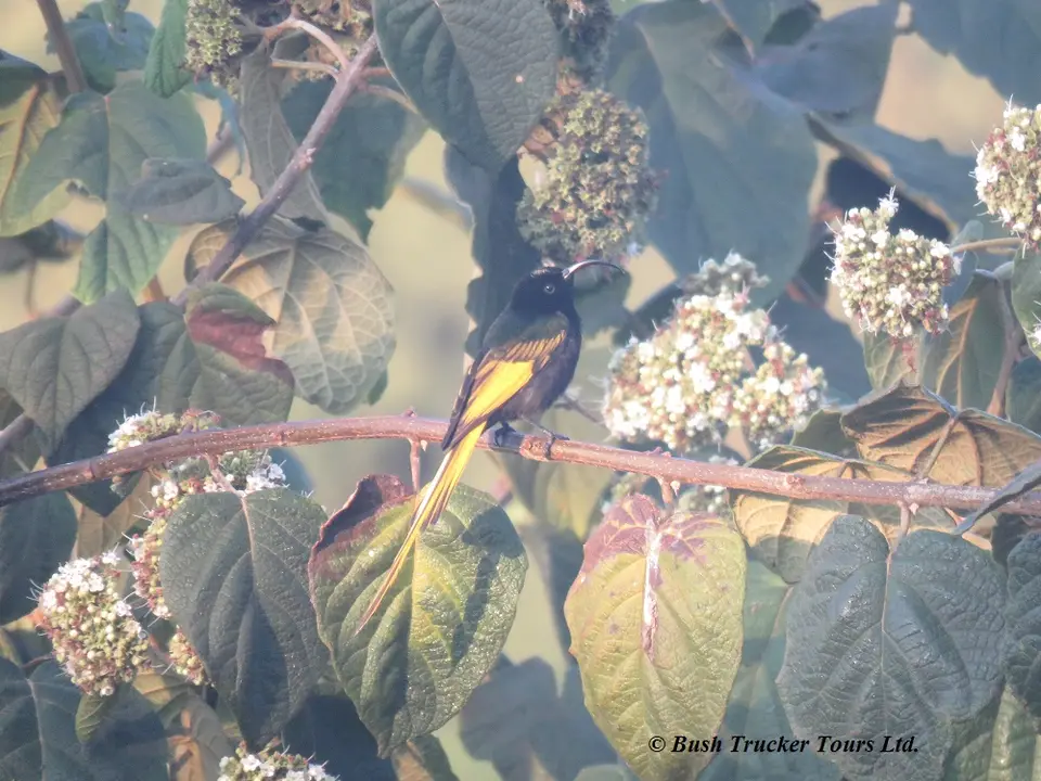 Golden-wingedSunbird3.jpg