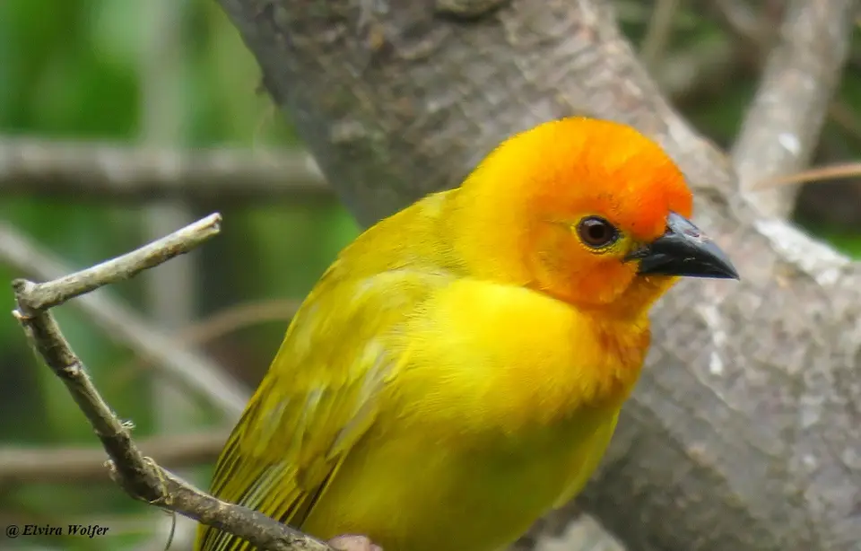 GoldenPalmWeaver3male.jpg