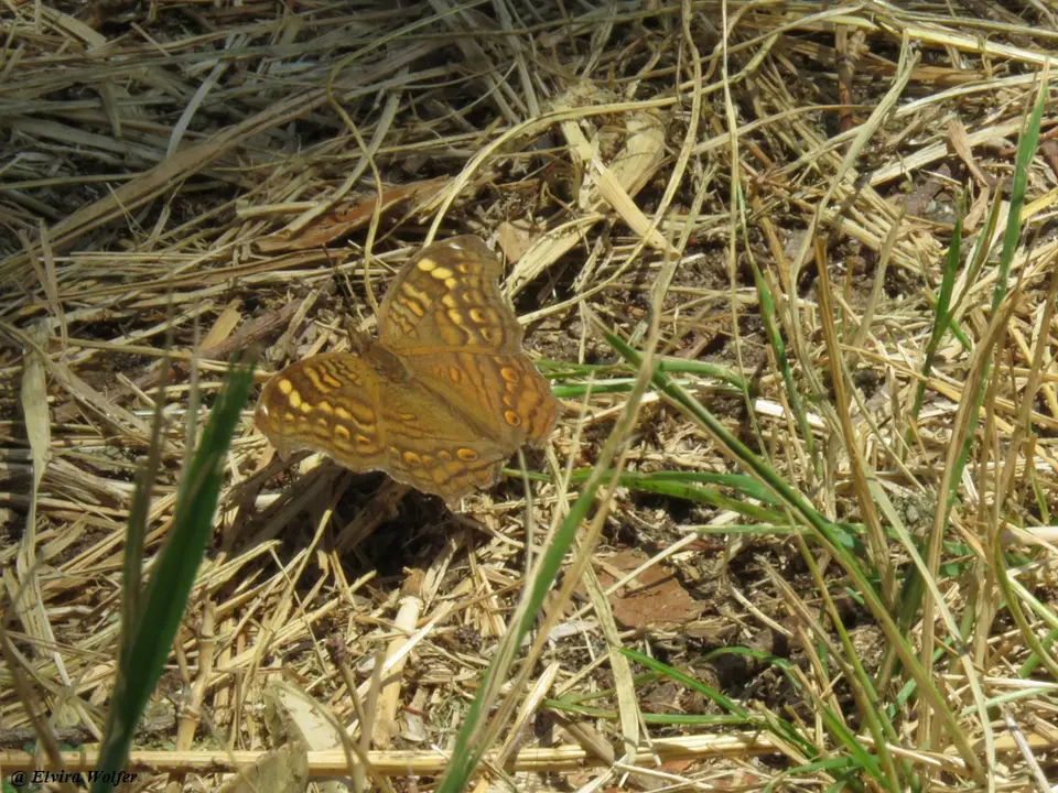 GoldenPansy-2.jpg