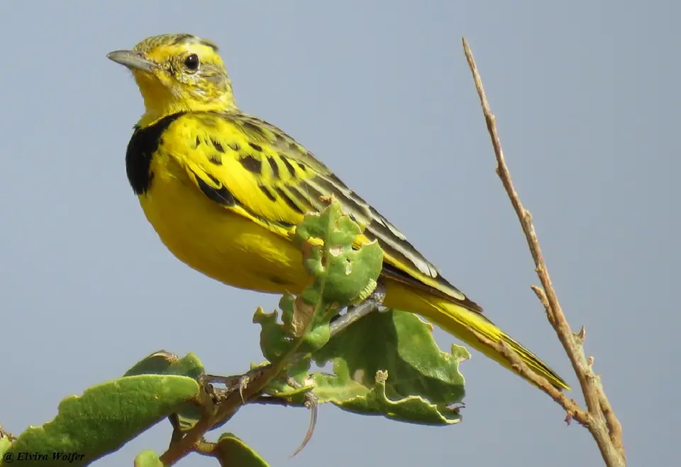 GoldenPipit-2.jpg
