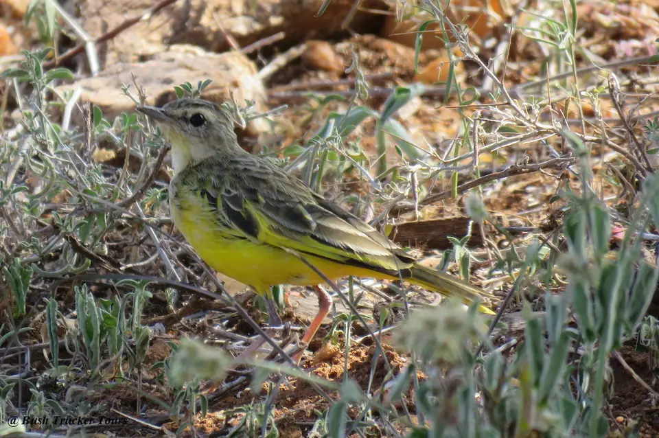 GoldenPipit.jpg