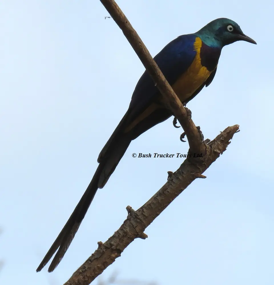 GoldenbreastedStarling.jpg