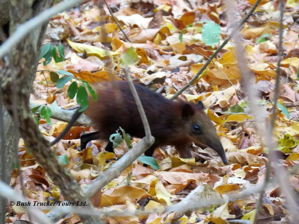 Goldenrumpedelephantshrew.jpg