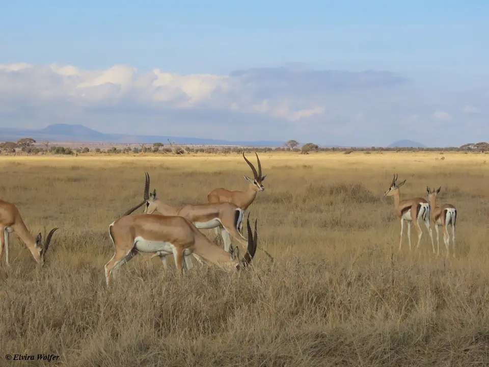 Grant'sGazelle.jpg