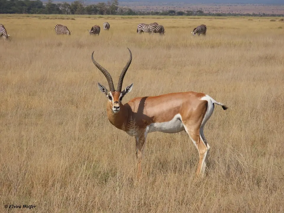 Grant'sGazellemale.jpg