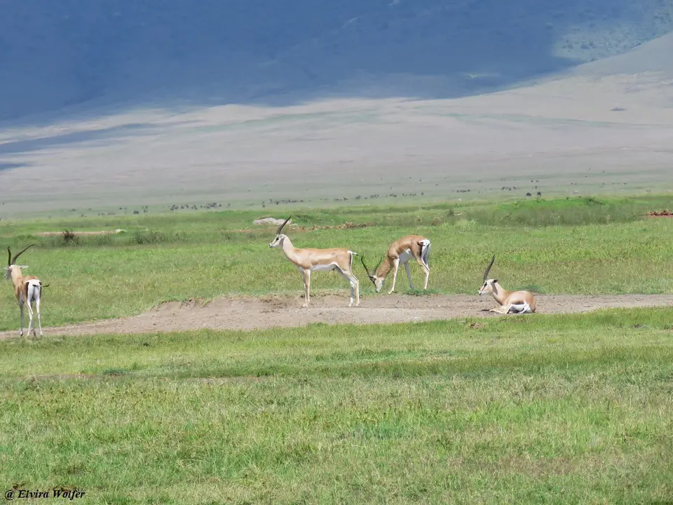 GrantGazelles.jpg