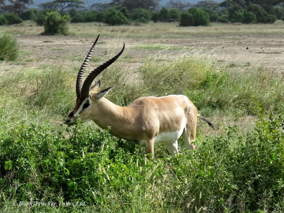 Grantgazelle.jpg