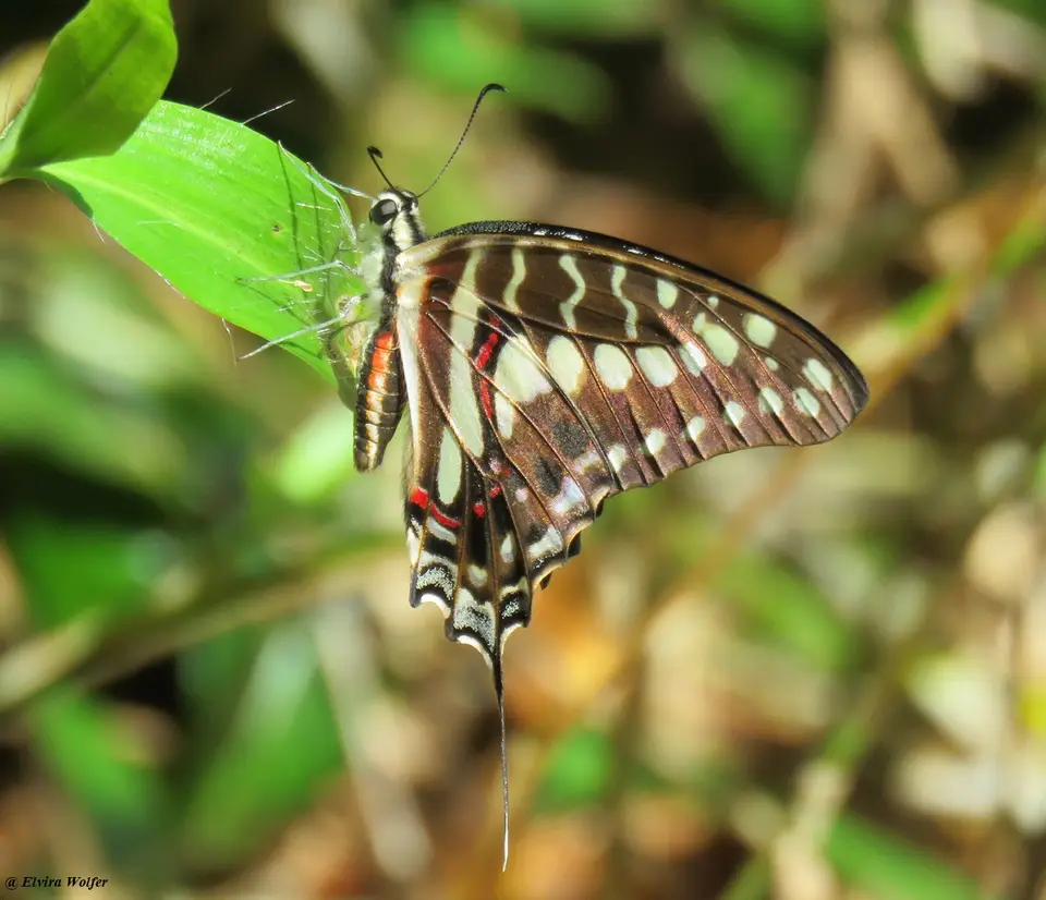 Graphium.jpg