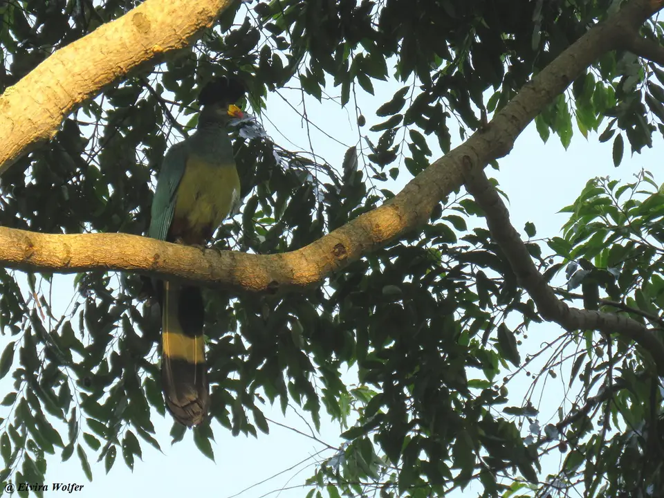 GreatBlueTuraco1.jpg