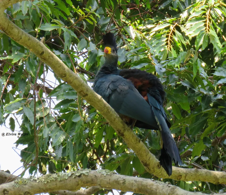 GreatBlueTuraco3.jpg