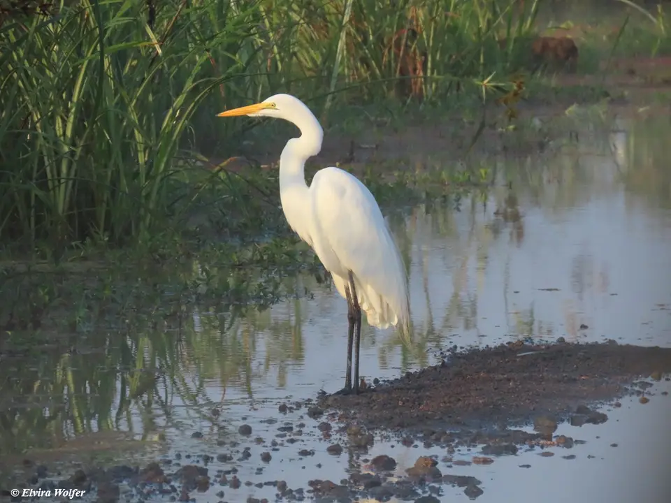 GreatWhiteEgret-2-3-4.jpg
