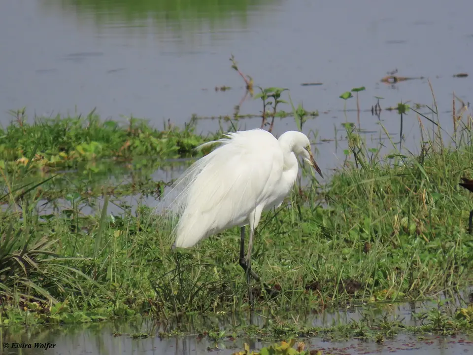 GreatWhiteEgret-2-3.jpg