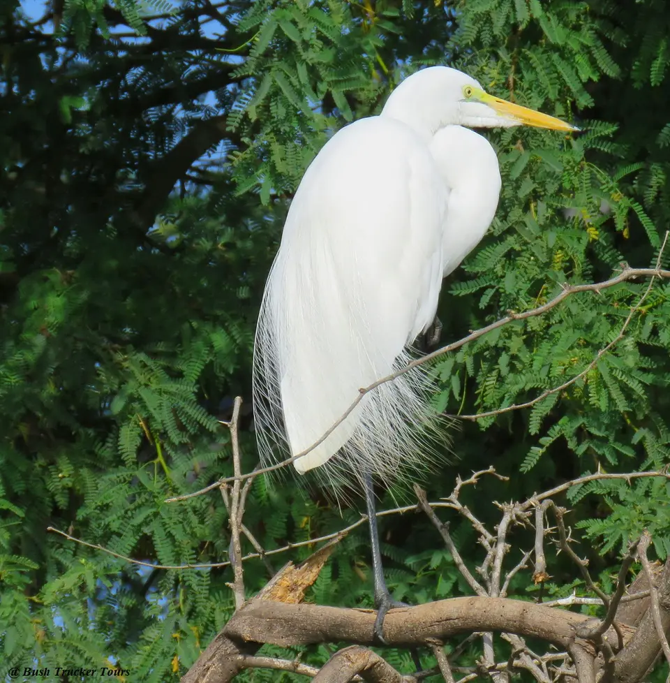 GreatWhiteEgret.jpg