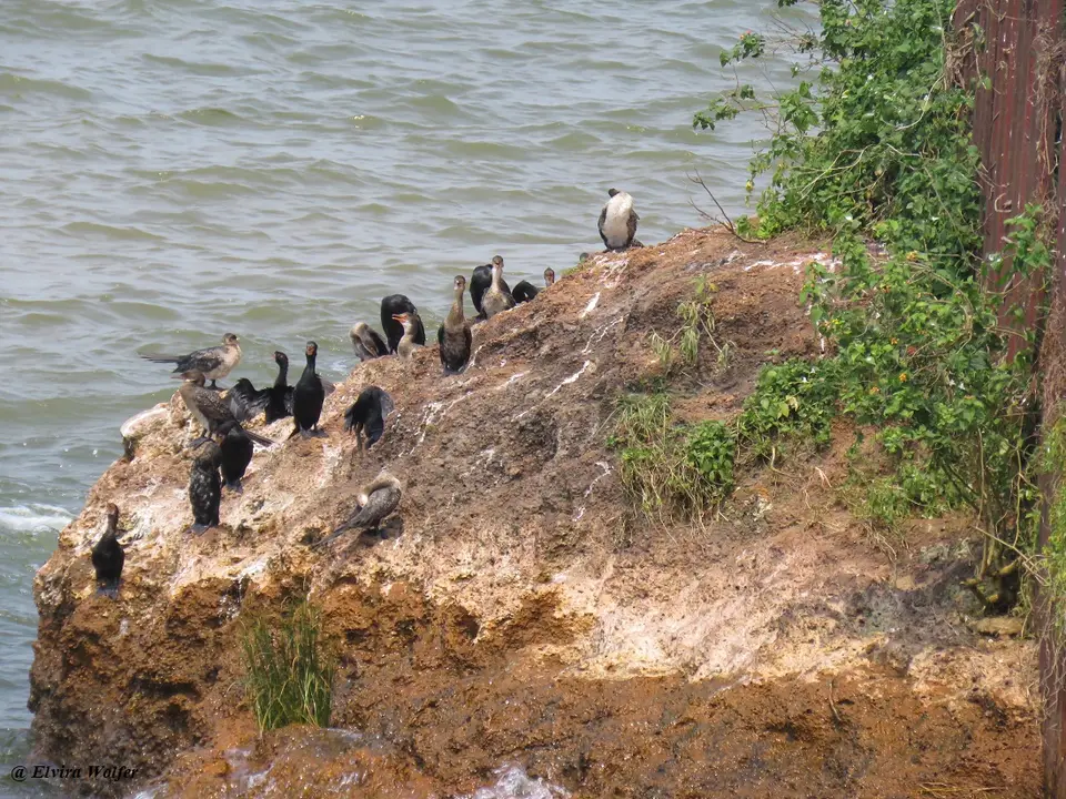 GreatandReedCormorant.jpg