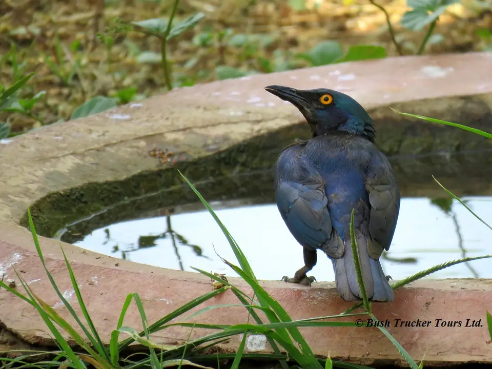 GreaterBlueearedStarling.jpg