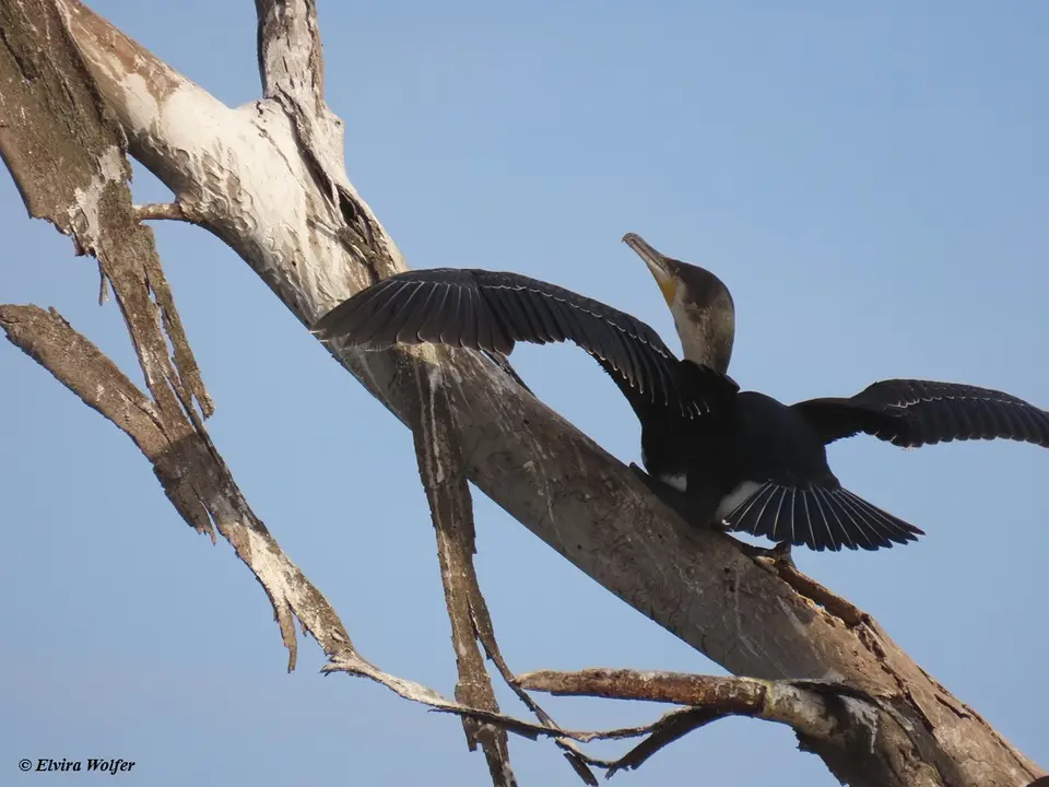 GreaterCormorant1.jpg