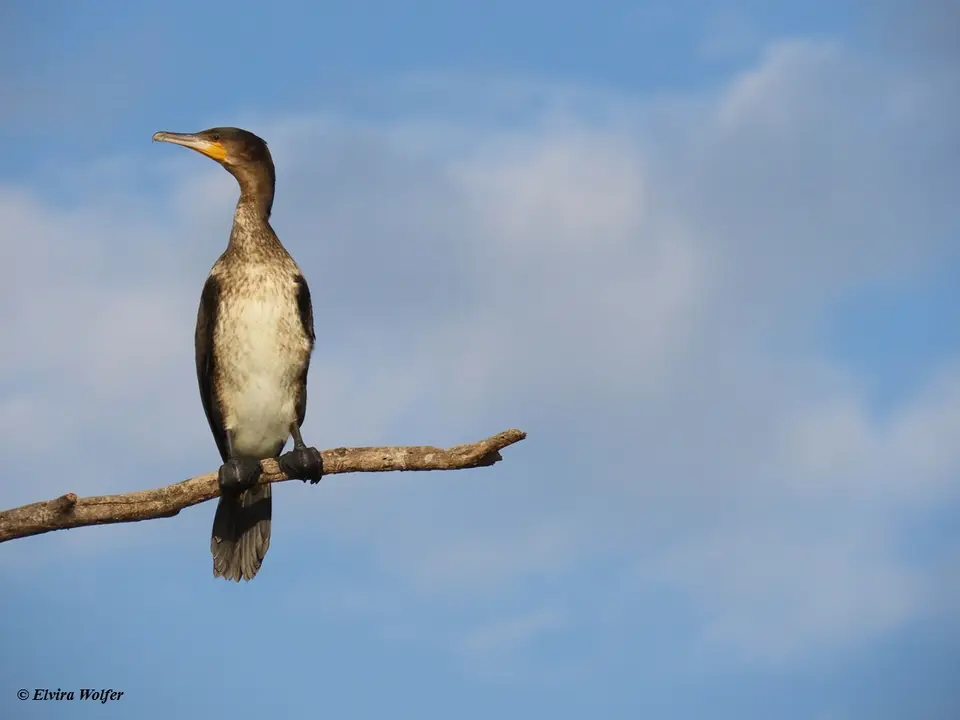 GreaterCormorant2-2.jpg