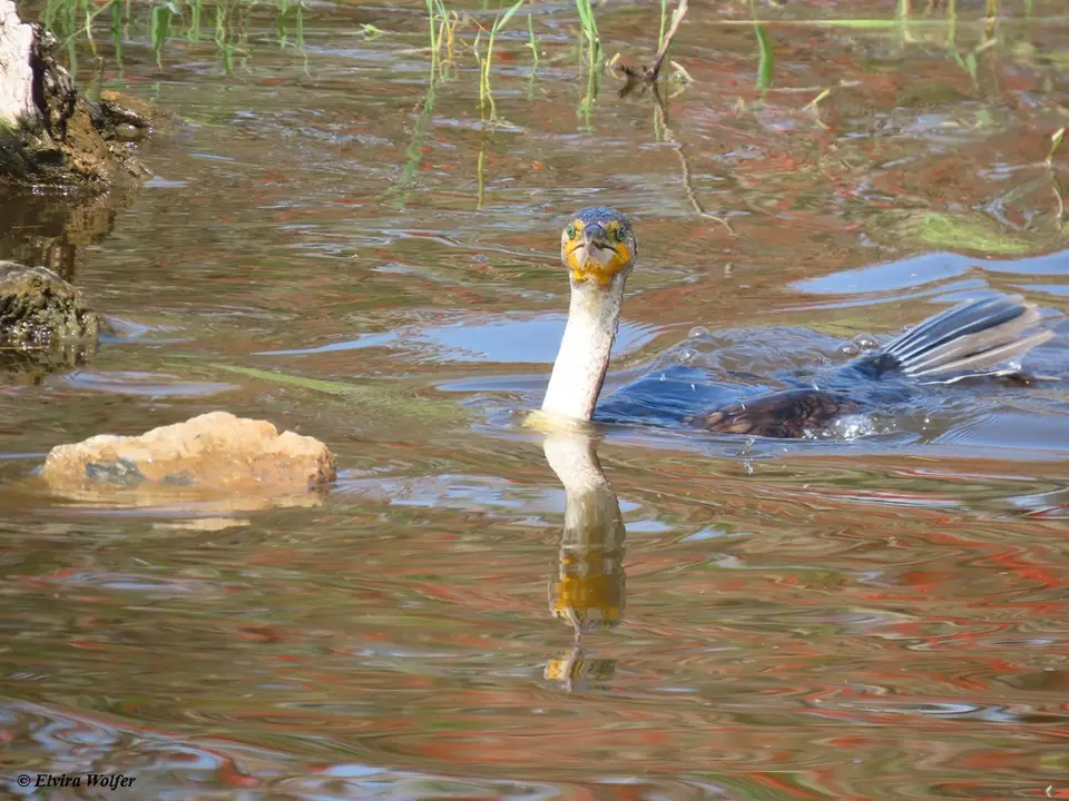 GreaterCormorant2.jpg