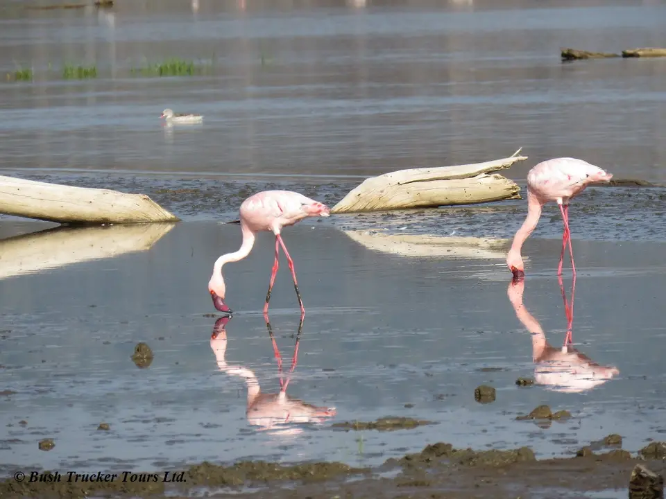 GreaterFlamingo-2.jpg