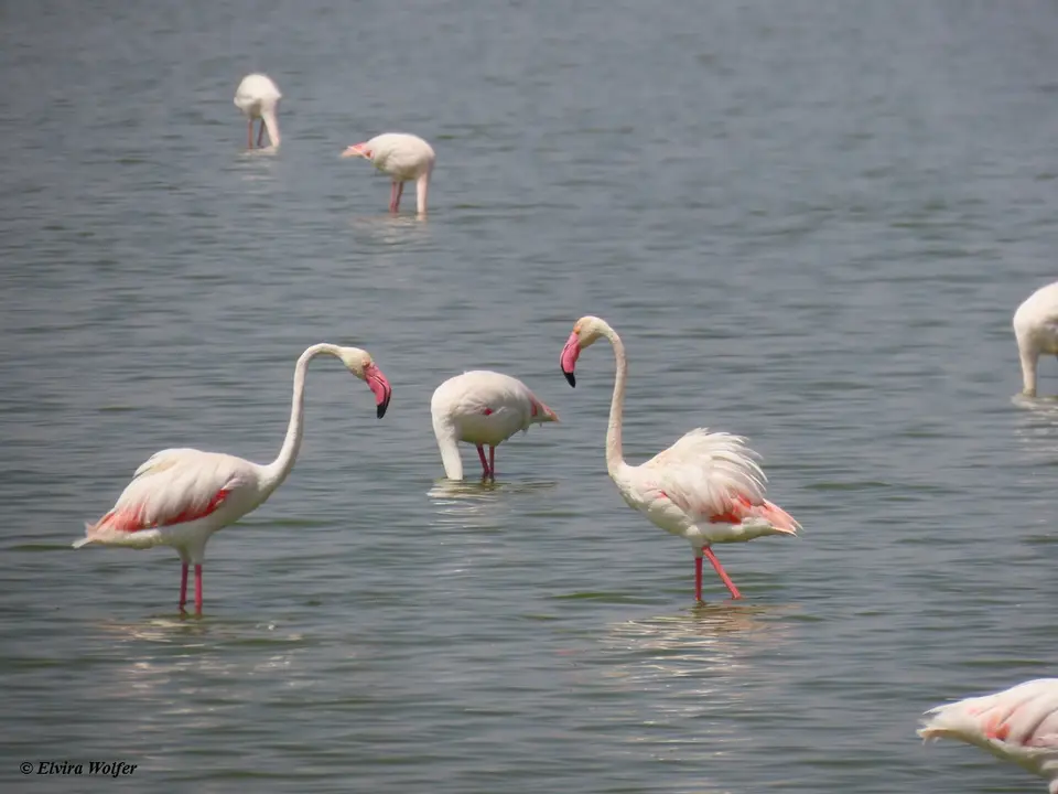 GreaterFlamingo.jpg